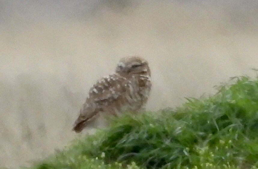 Burrowing Owl - ML616814577