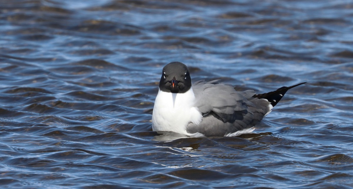 Gaviota Guanaguanare - ML616814580