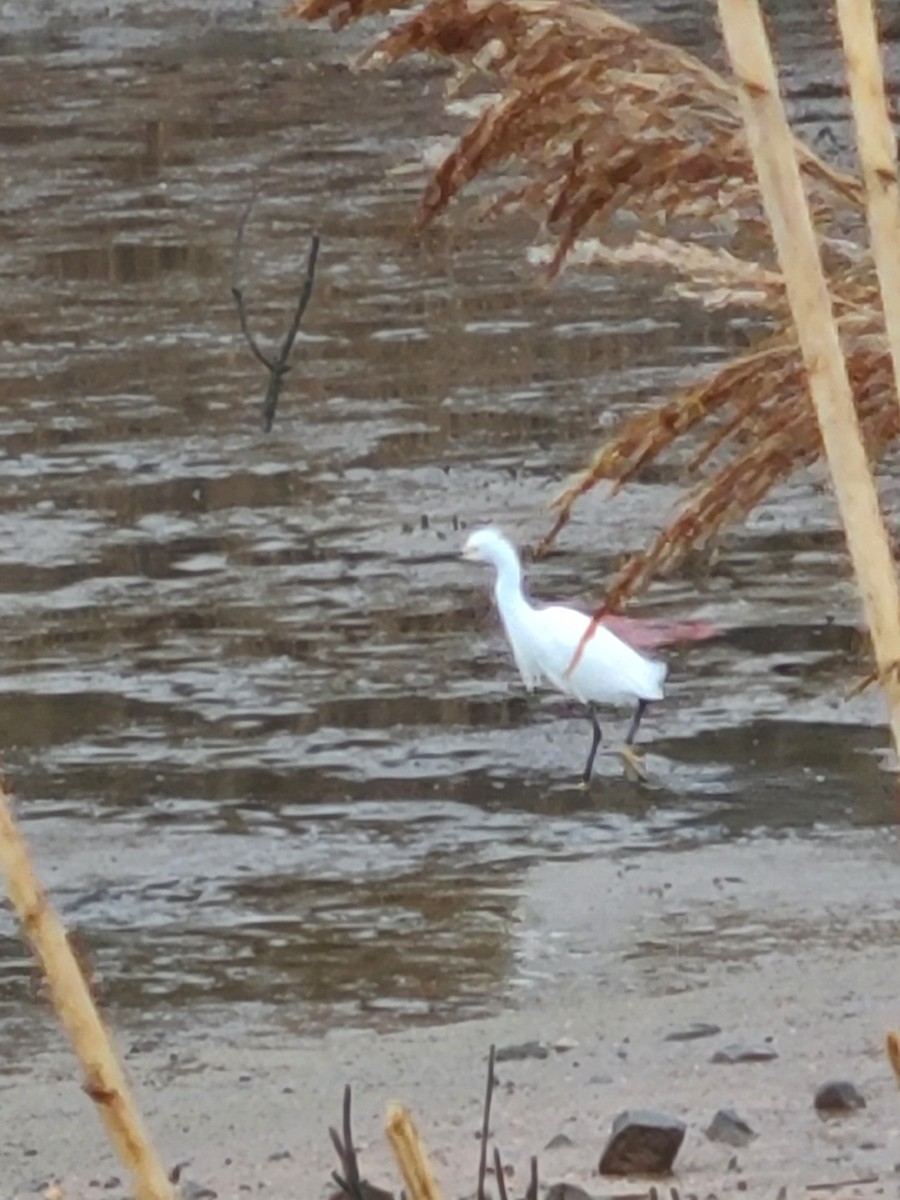 Snowy Egret - ML616814621