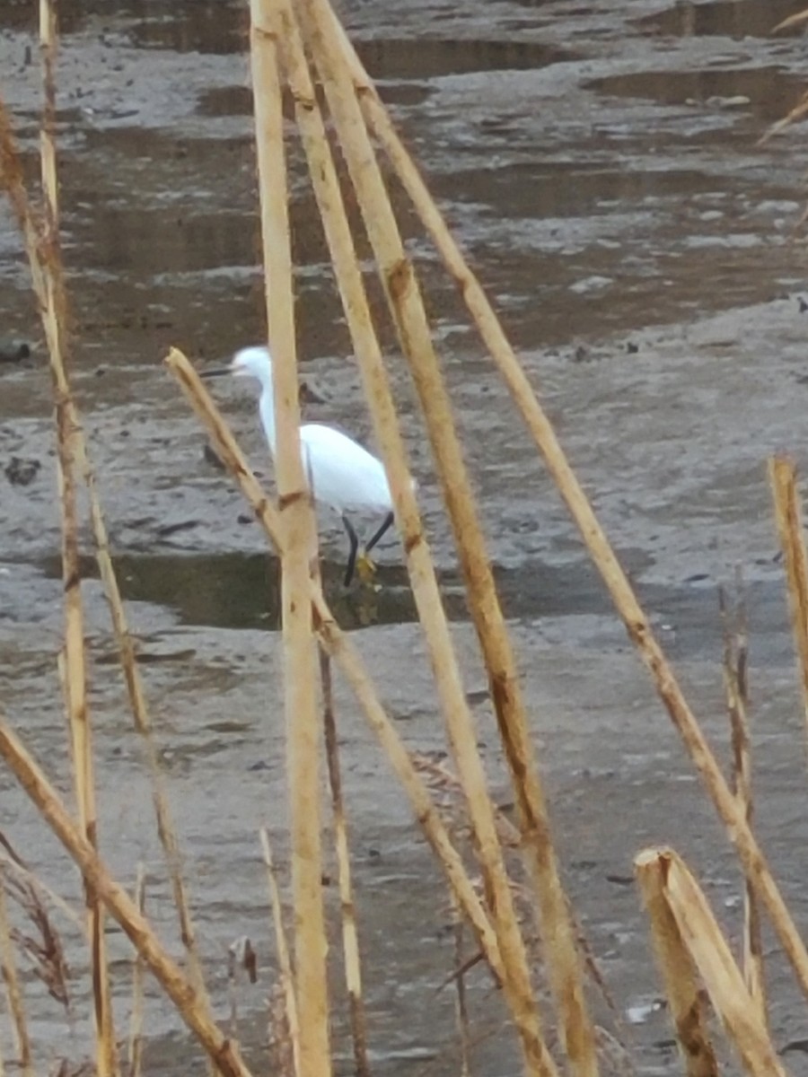 Snowy Egret - ML616814622