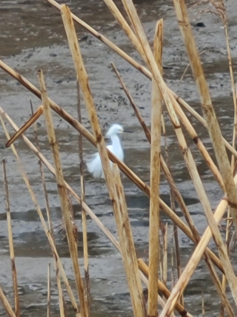 Snowy Egret - ML616814623