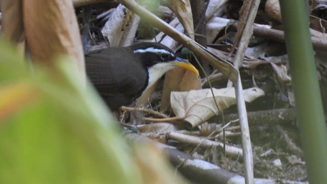 Indian Scimitar-Babbler - ML616814639