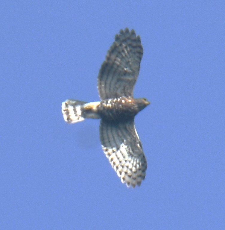 Crested Goshawk - ML616814726