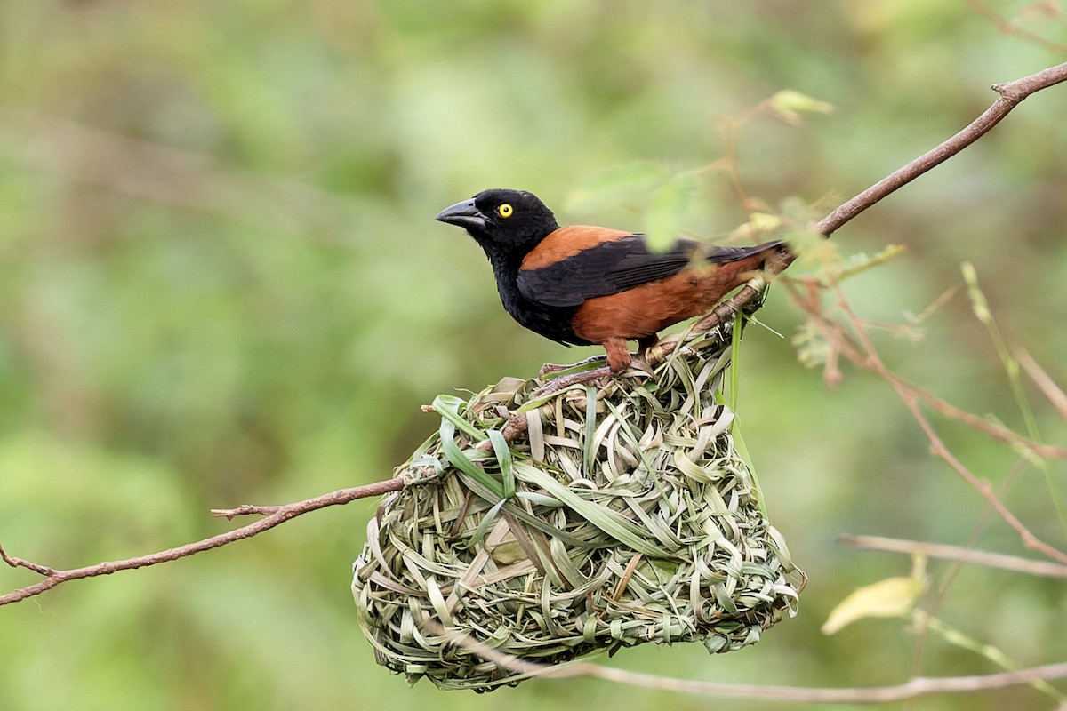 Chestnut-and-black Weaver - ML616814749