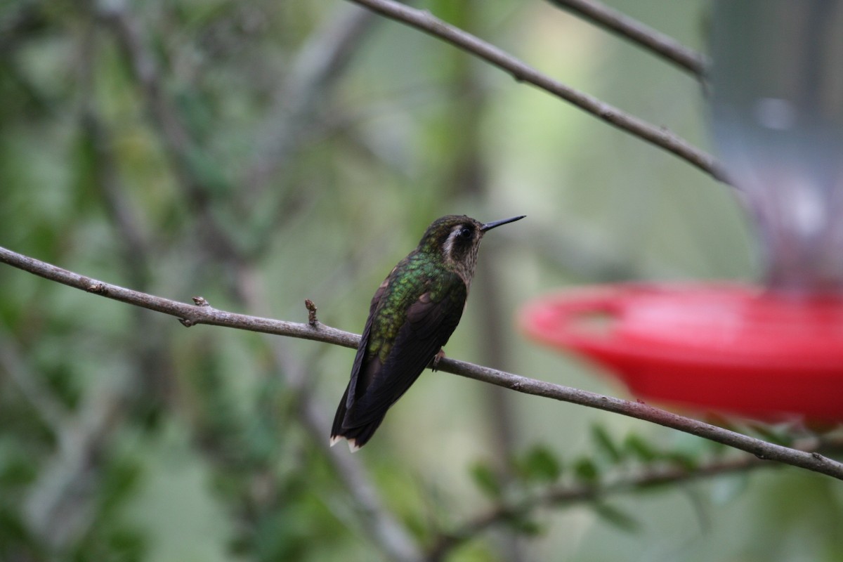 Speckled Hummingbird - Richard Webster