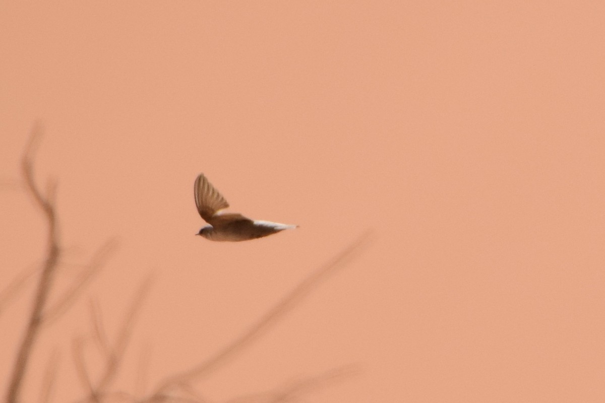 Rock Martin (Pale Crag-Martin) - ML616814778