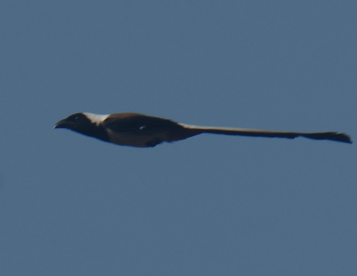 White-bellied Treepie - Mohanan Choron