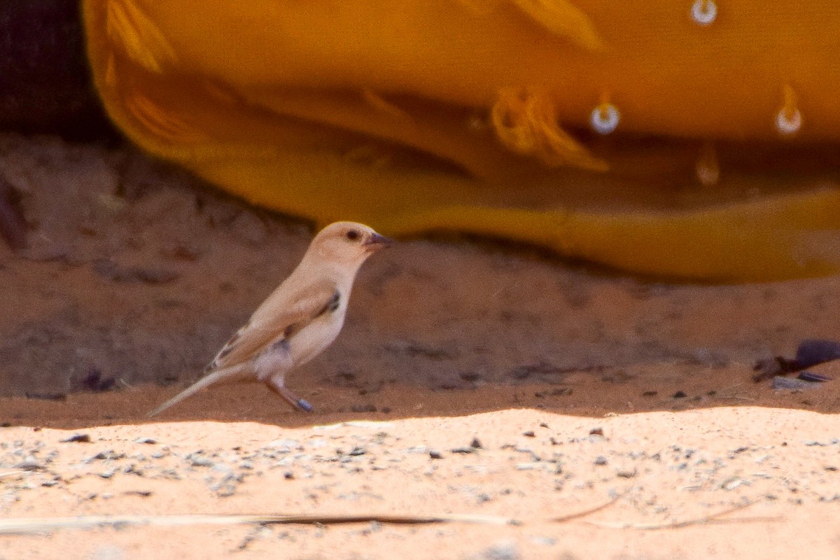 Desert Sparrow - ML616814829