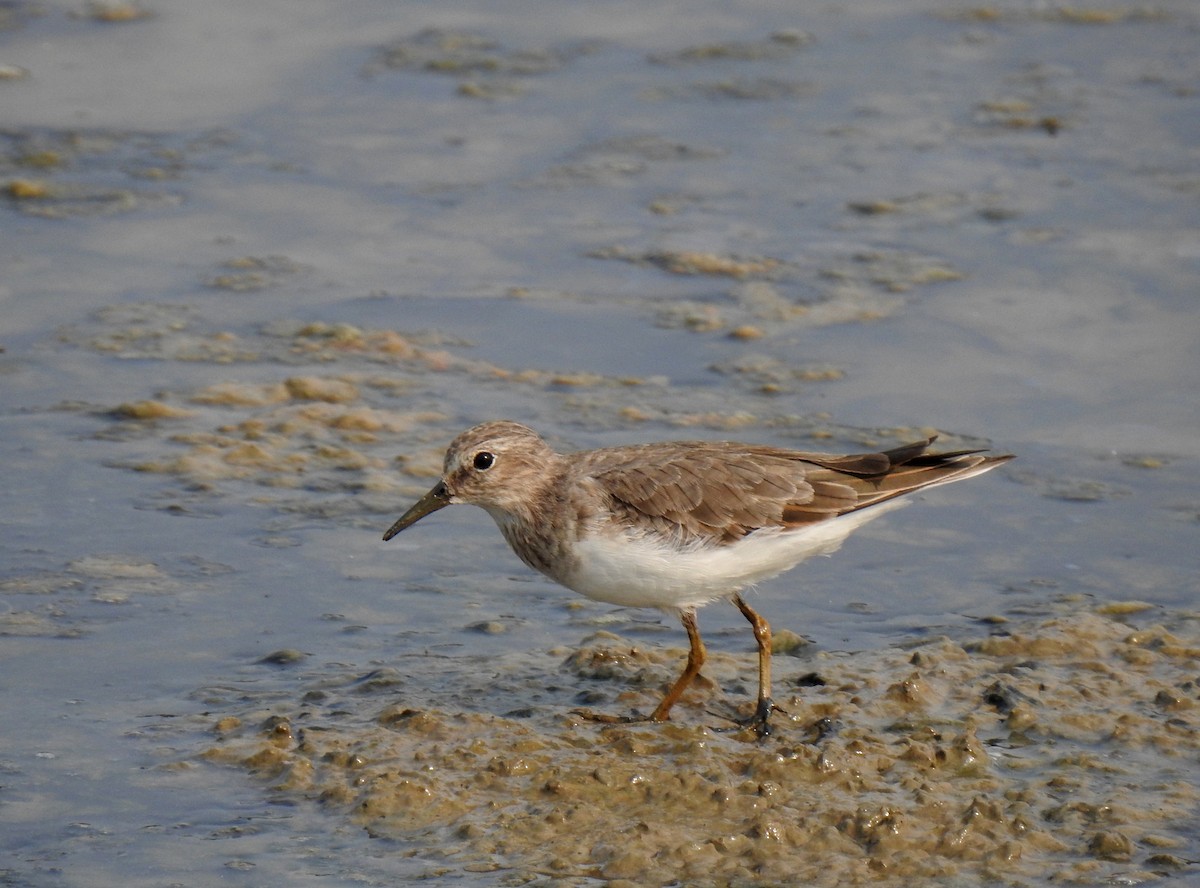 Temminck's Stint - Shwetha Bharathi