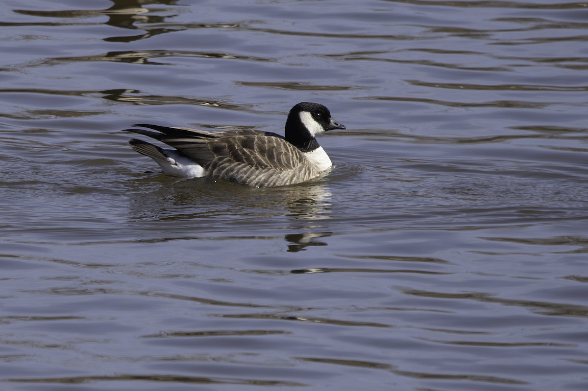 Cackling Goose - ML616814853