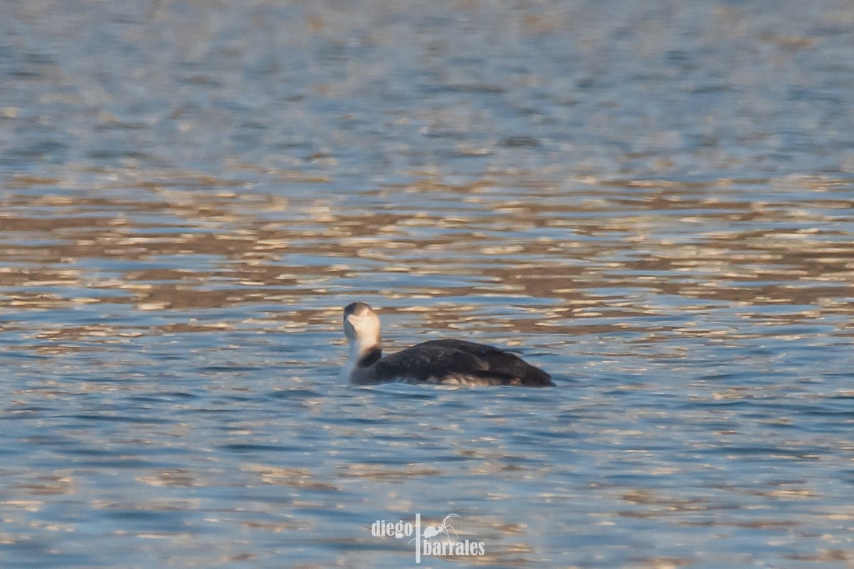 Plongeon huard - ML616814856