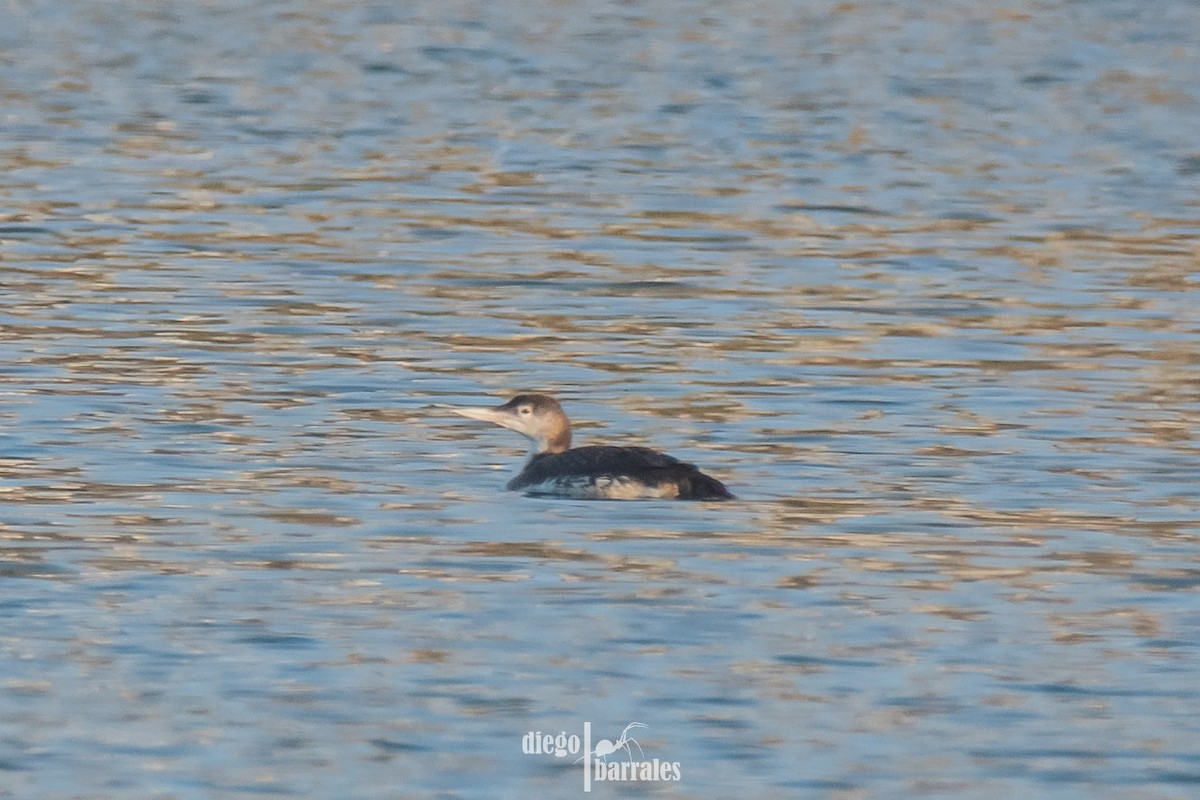 Common Loon - Salvador Sanchez Cruz