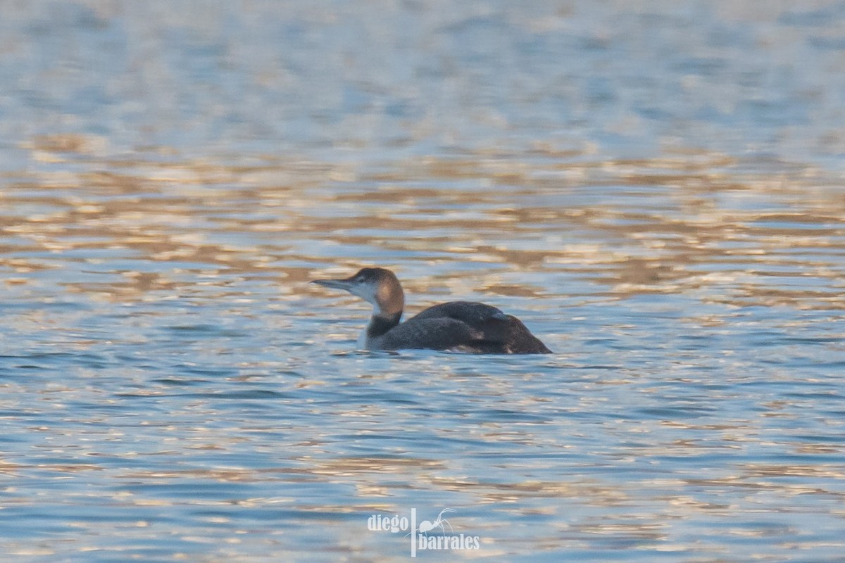 Plongeon huard - ML616814858