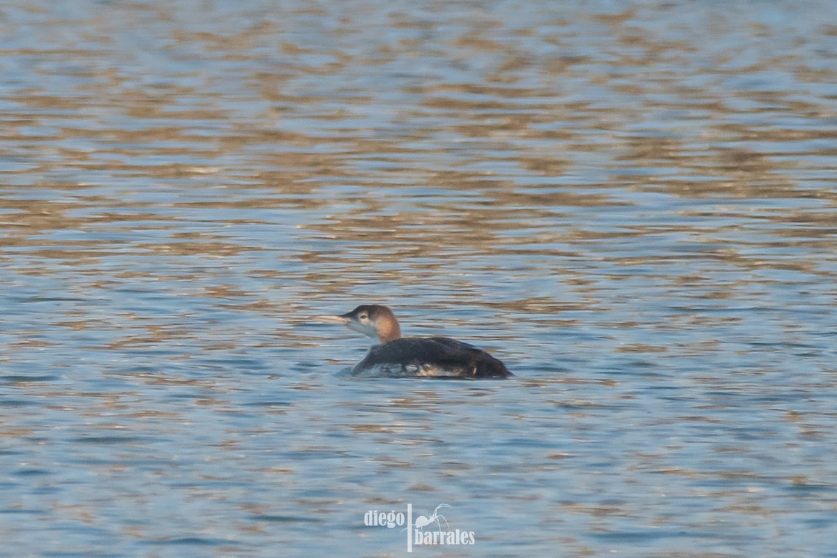 Common Loon - Salvador Sanchez Cruz