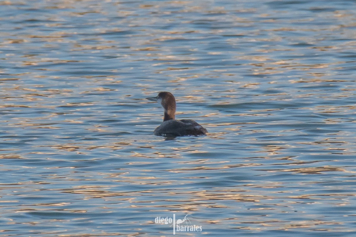 Common Loon - ML616814860