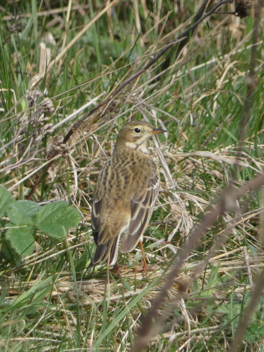 Meadow Pipit - Mark L
