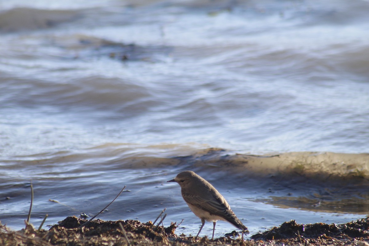 Ochre-naped Ground-Tyrant - ML616814883