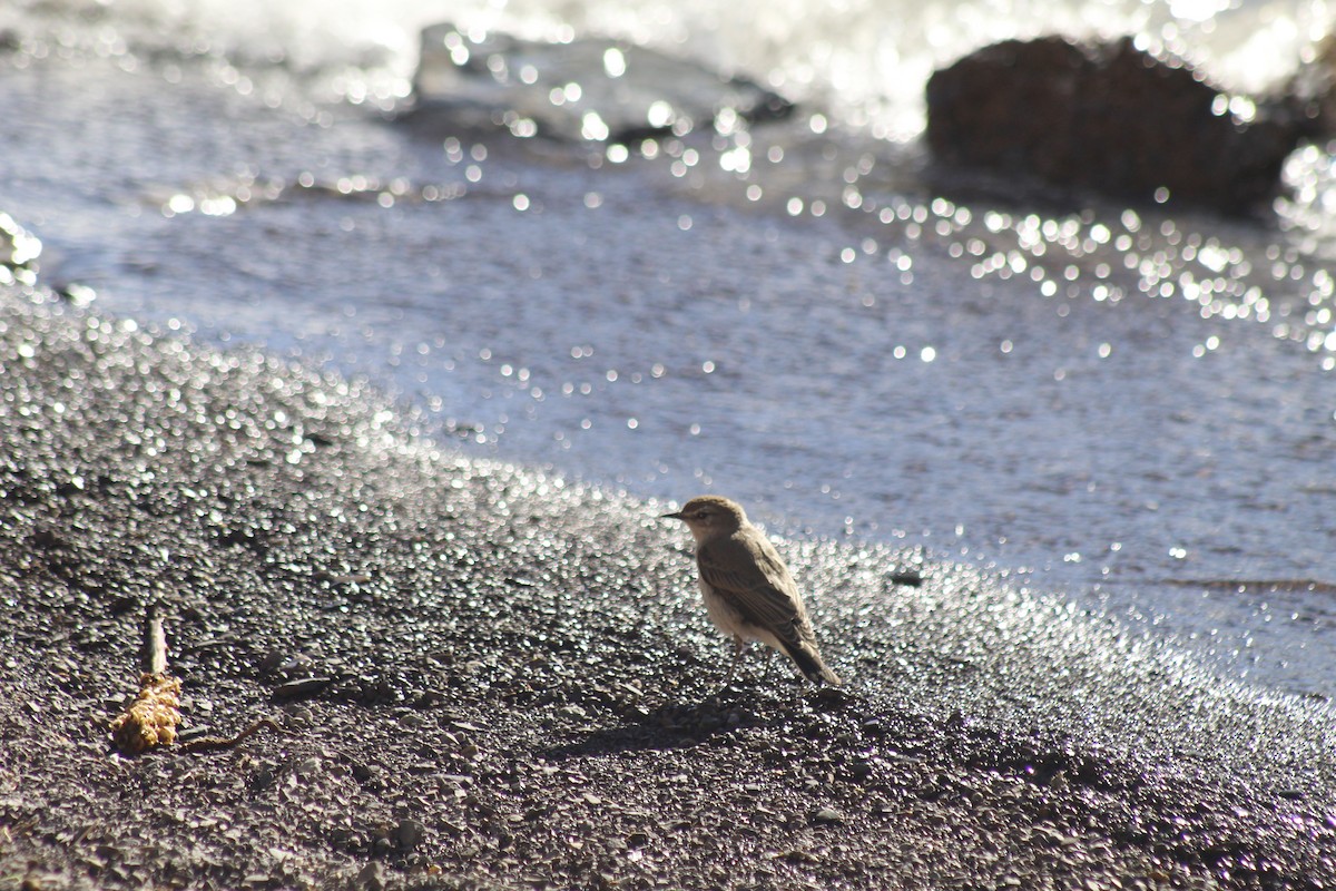 White-browed Ground-Tyrant - ML616814886