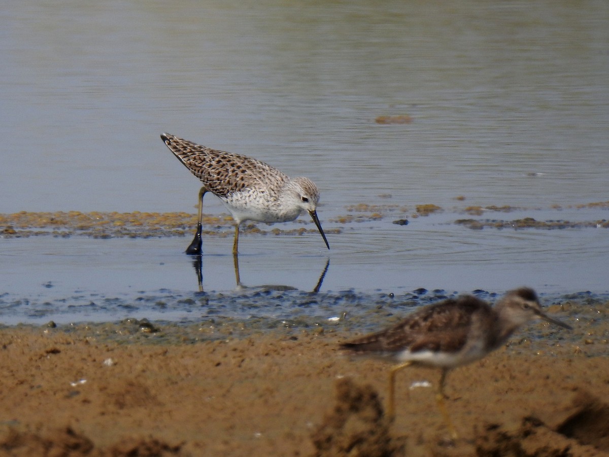 Marsh Sandpiper - Anonymous