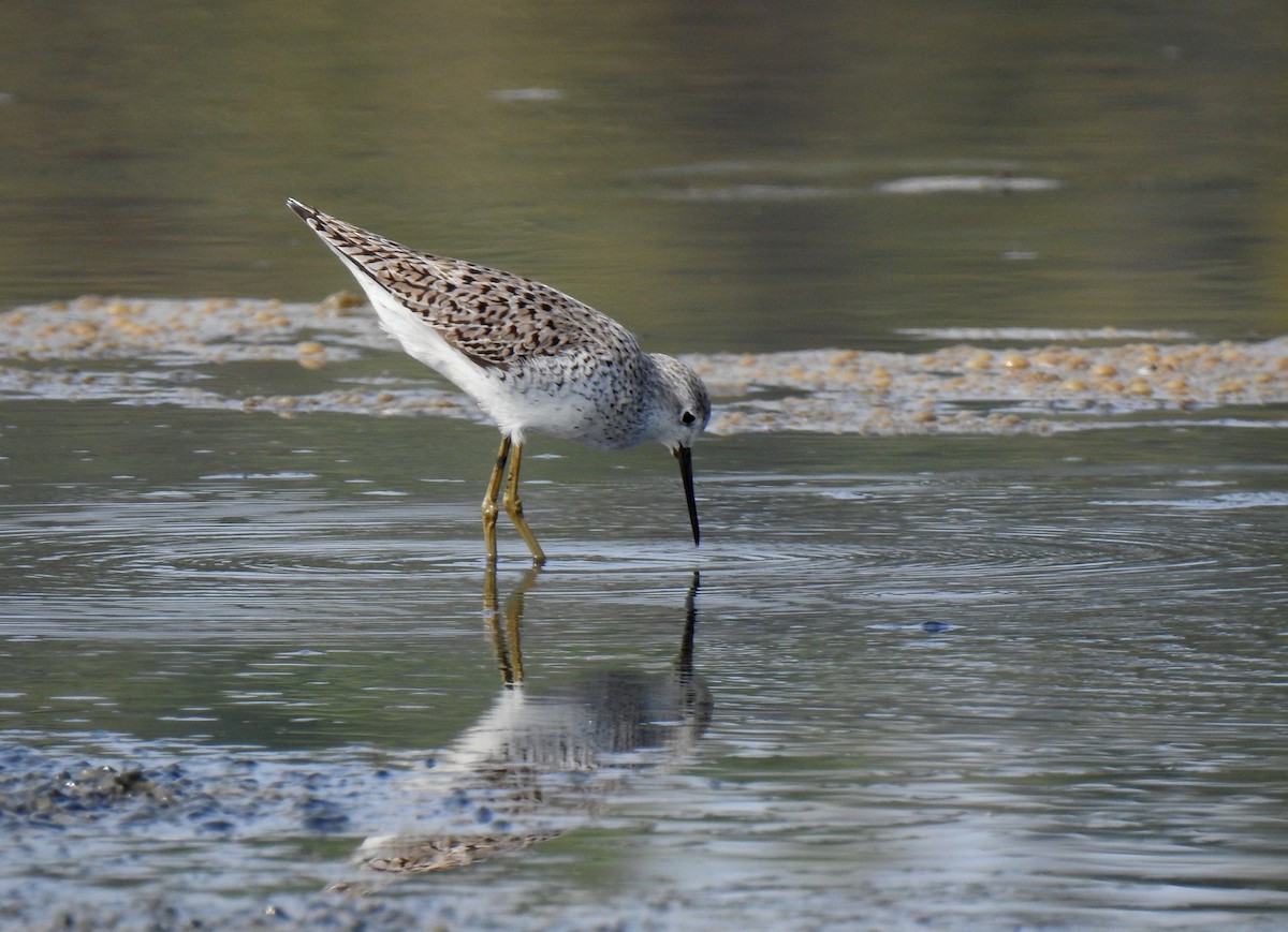 Marsh Sandpiper - Anonymous