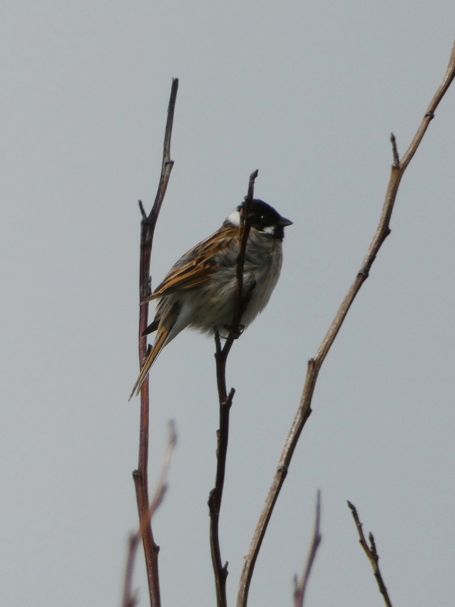 Reed Bunting - Mark L