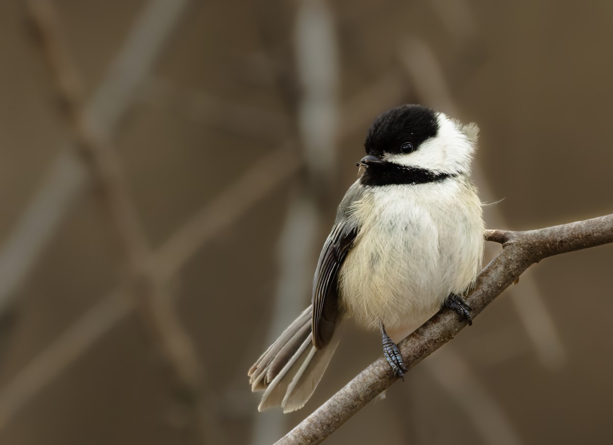 Black-capped Chickadee - ML616814914