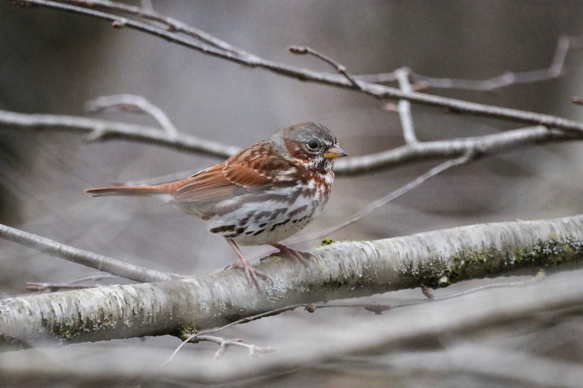 Fox Sparrow - ML616814923