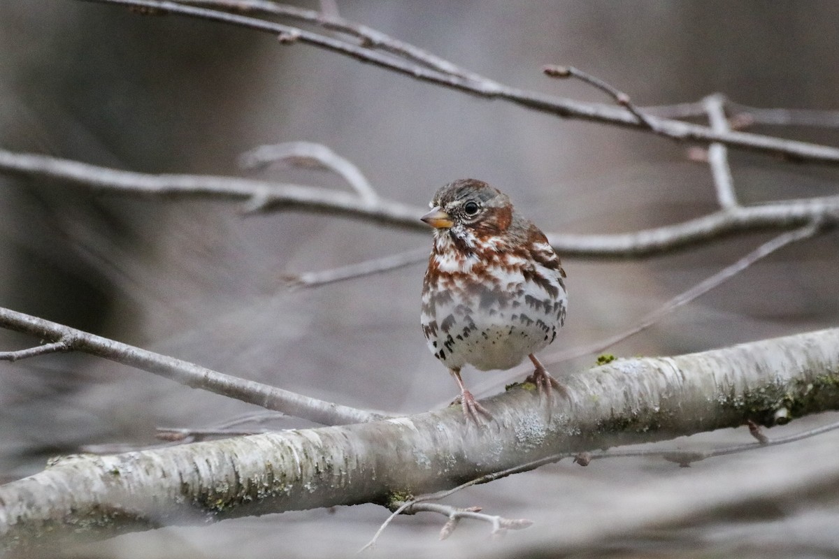 Fox Sparrow - ML616814926