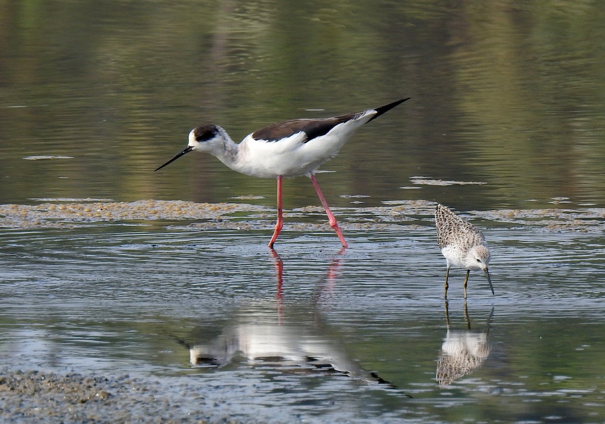 Black-winged Stilt - Anonymous