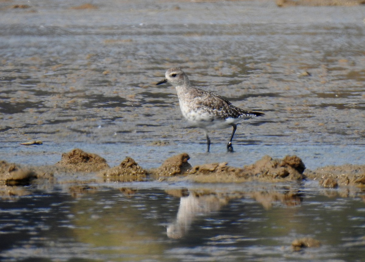 Black-bellied Plover - Anonymous