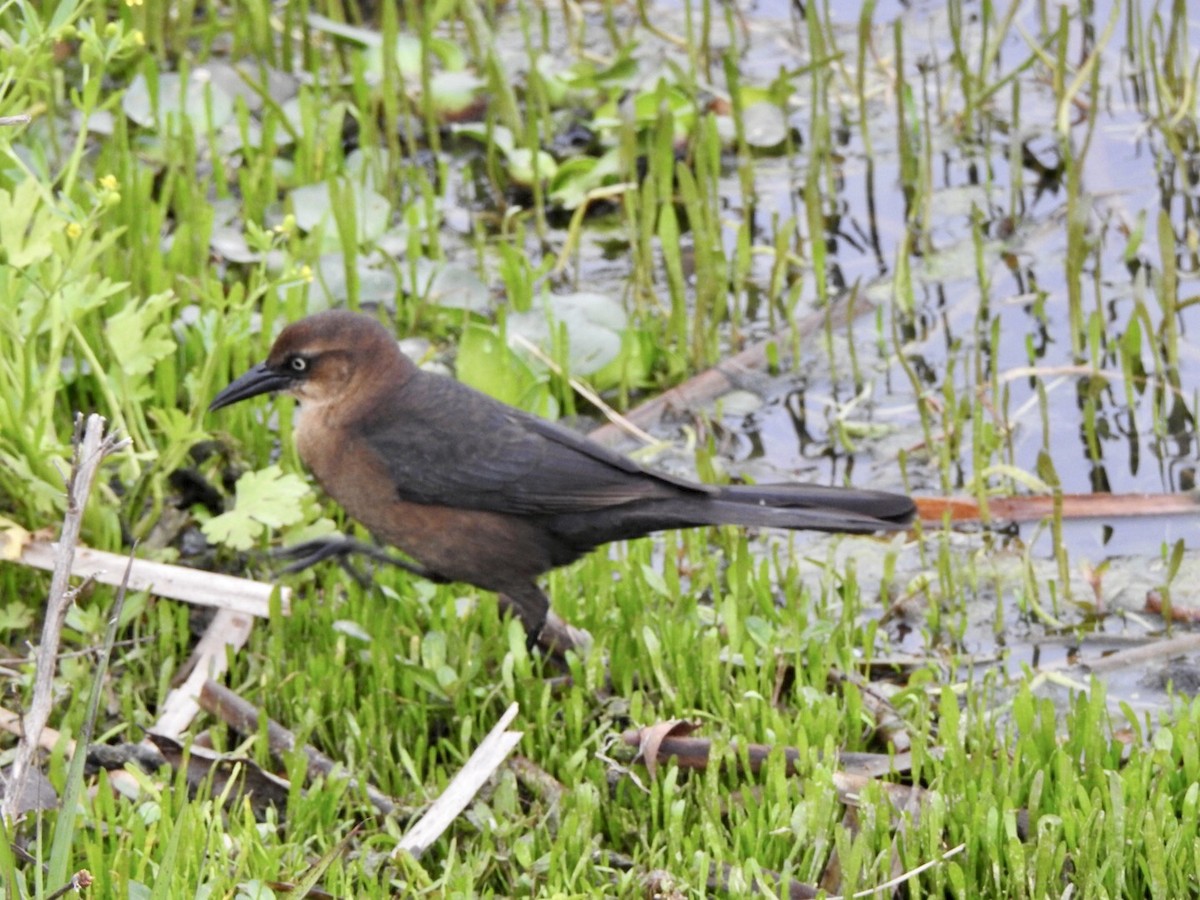 Red-winged Blackbird - Anita Hooker