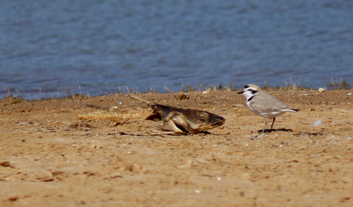 Snowy Plover - ML616815043