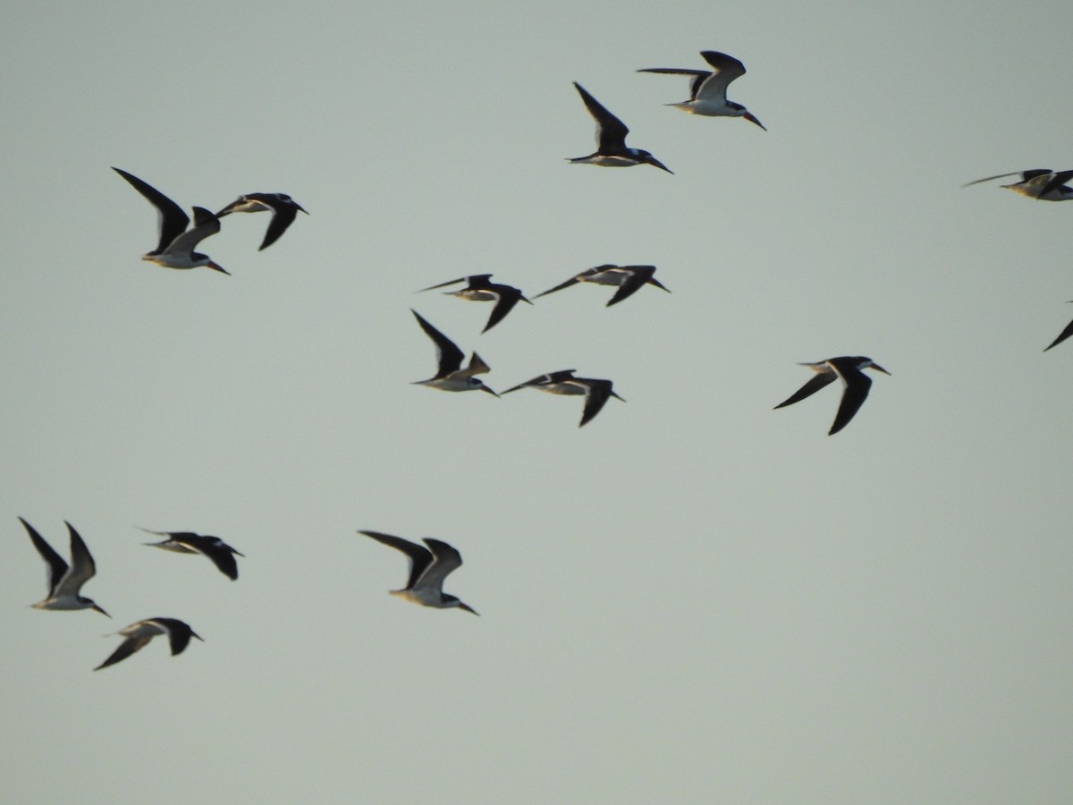 Black Skimmer - ML616815062