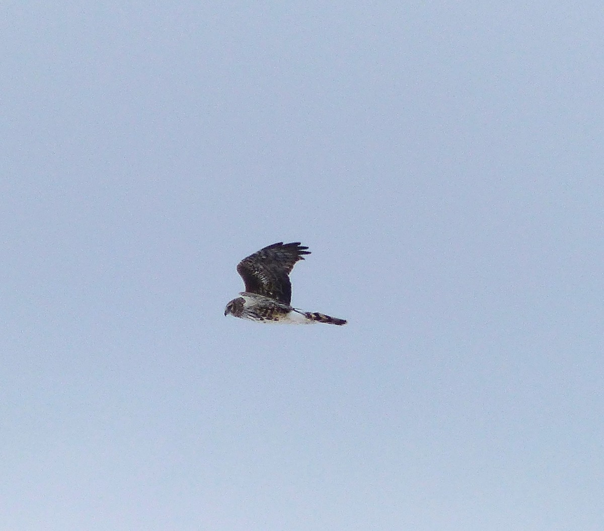 Northern Harrier - ML616815097