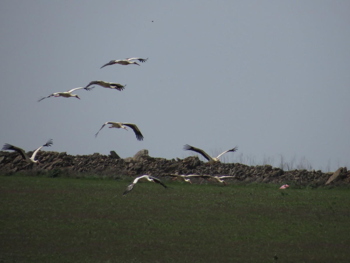 White Stork - ML616815225