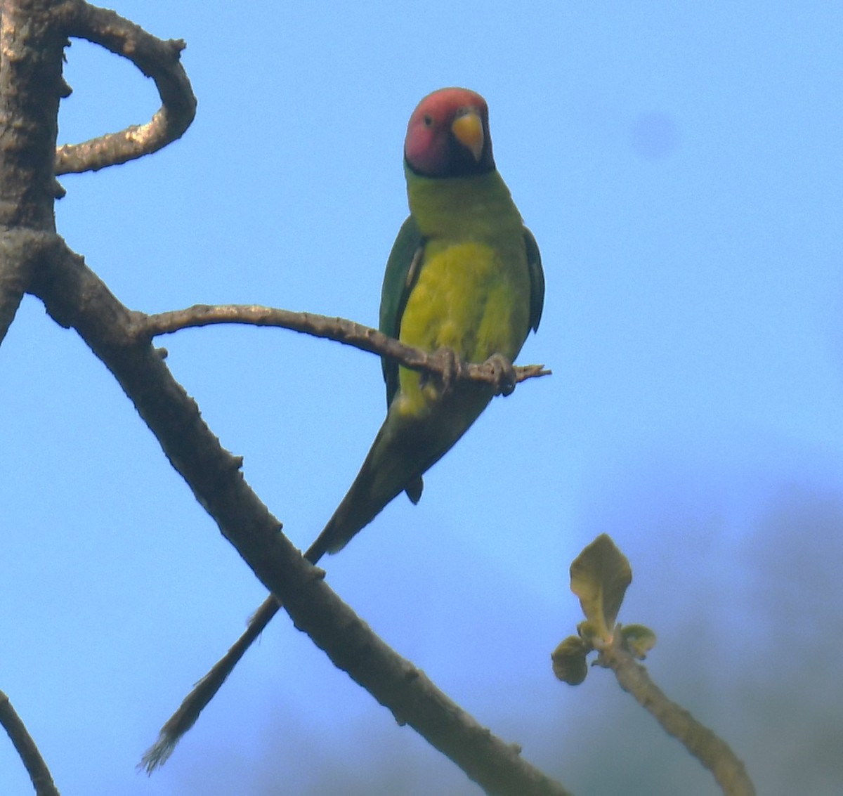 Plum-headed Parakeet - ML616815252