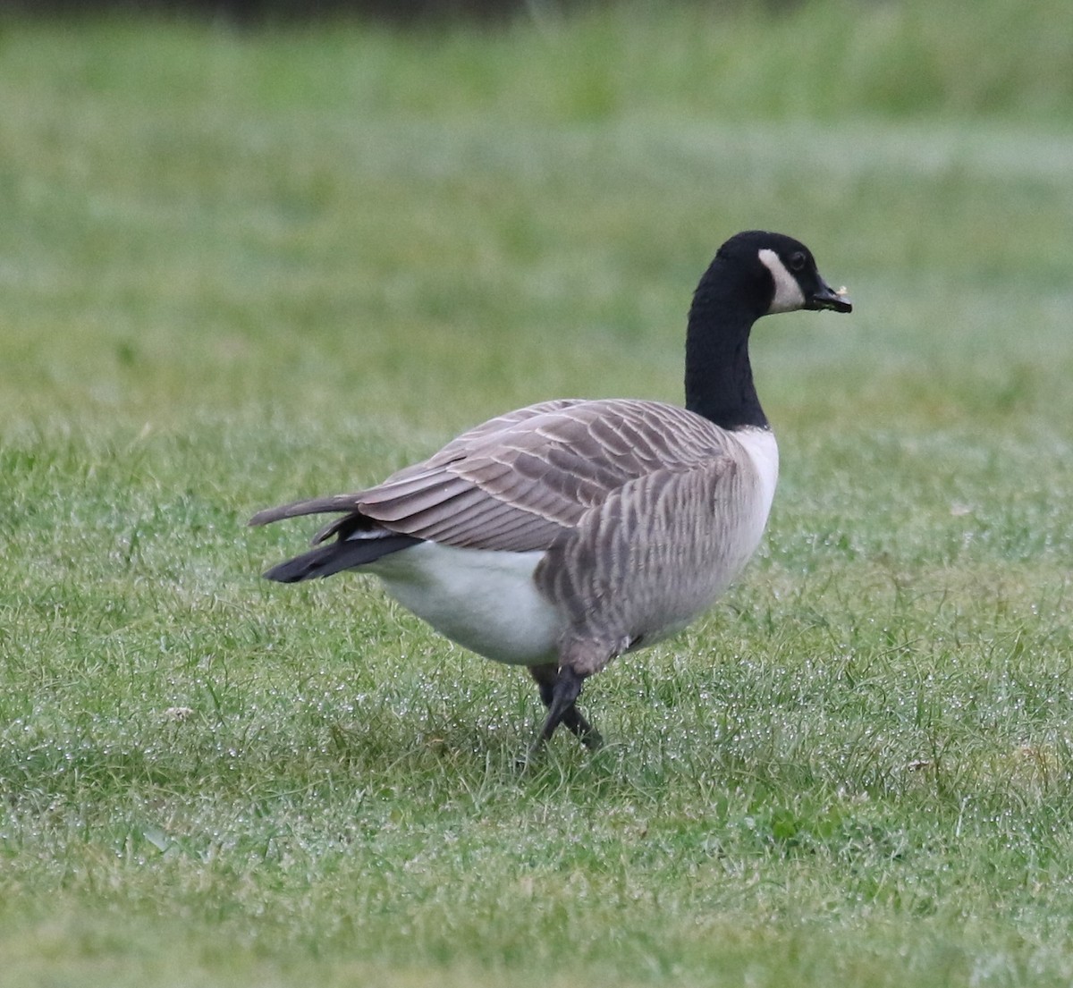 Cackling Goose (Taverner's) - Bradley Waggoner