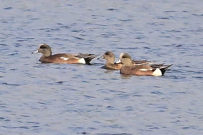 American Wigeon - ML616815259