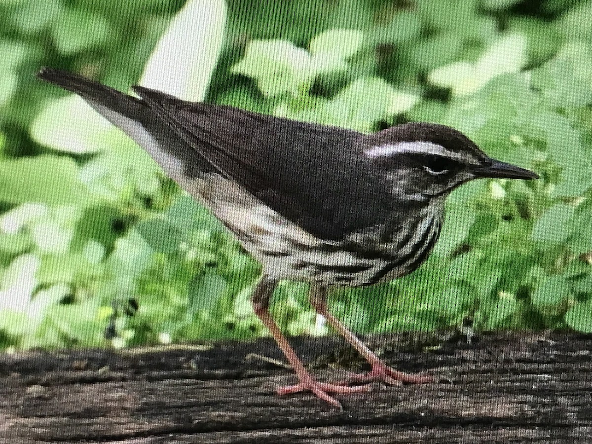 Louisiana Waterthrush - ML616815262