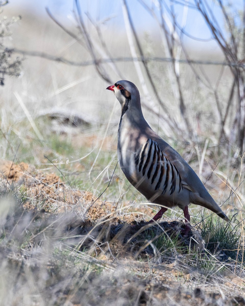 Chukar - ML616815265