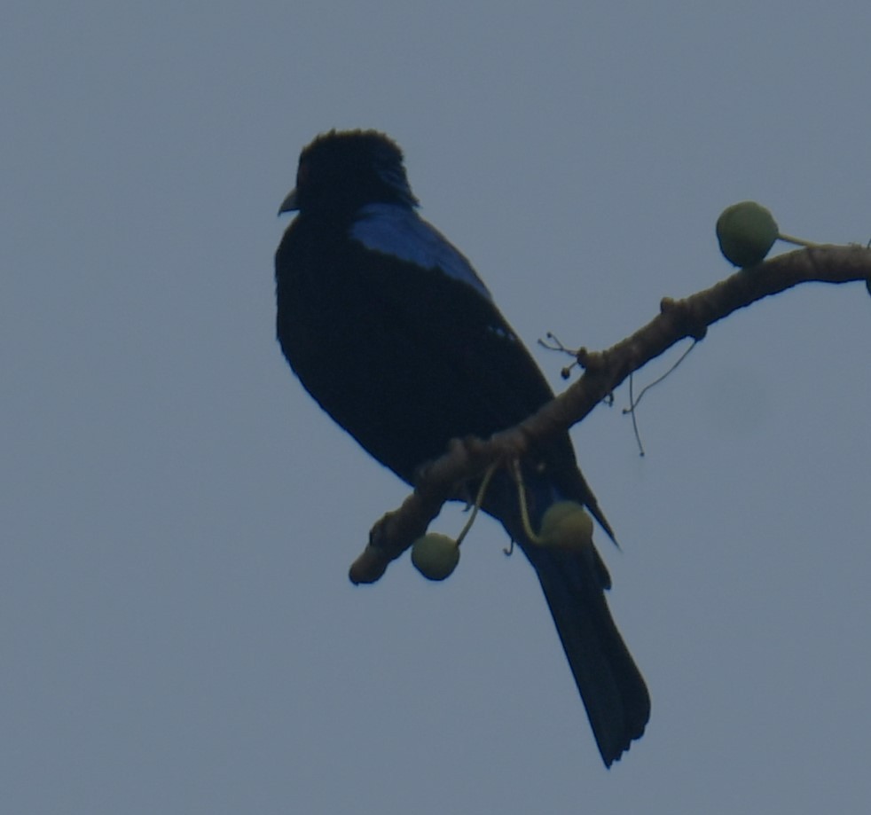 Asian Fairy-bluebird - ML616815285