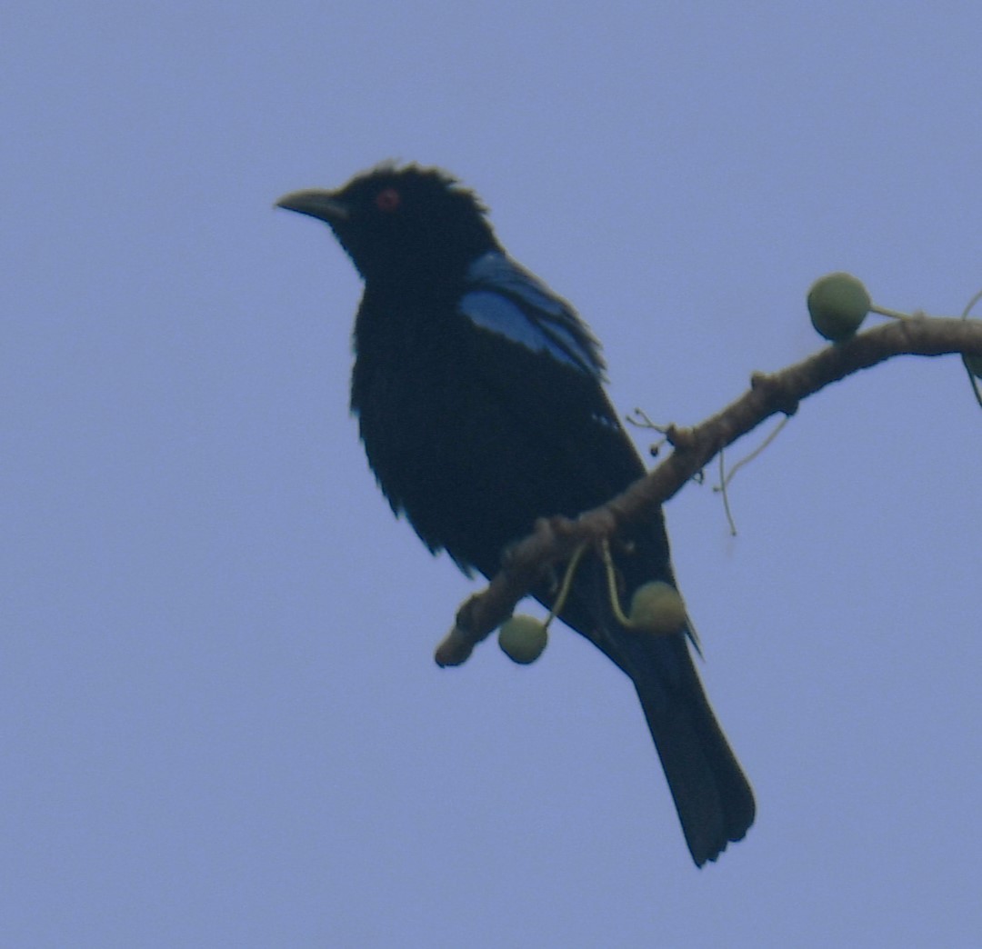 Asian Fairy-bluebird - ML616815288