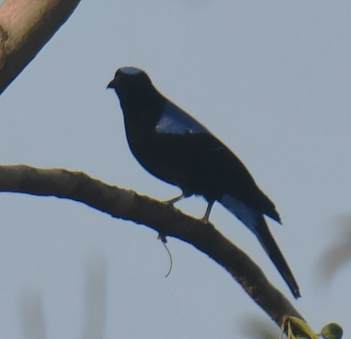 Asian Fairy-bluebird - ML616815296