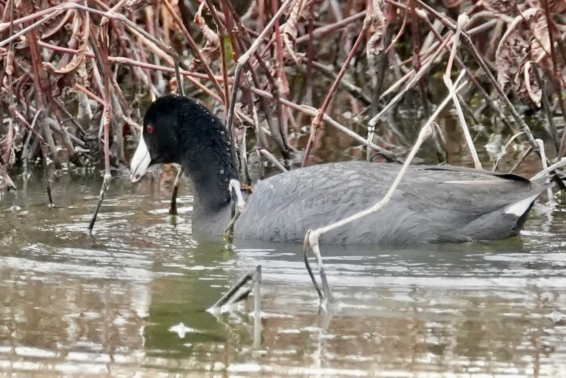 American Coot - Chris Curl