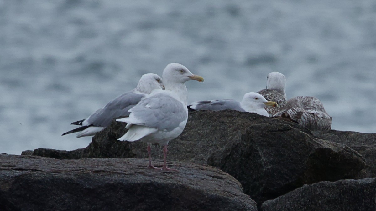 Glaucous Gull - ML616815355