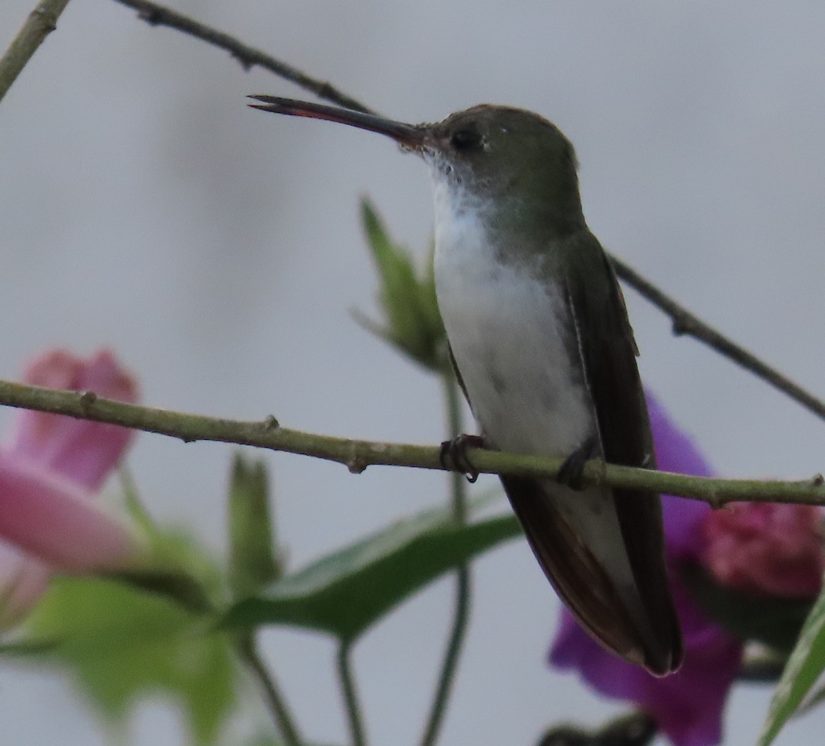 kolibřík bělobřichý - ML616815401