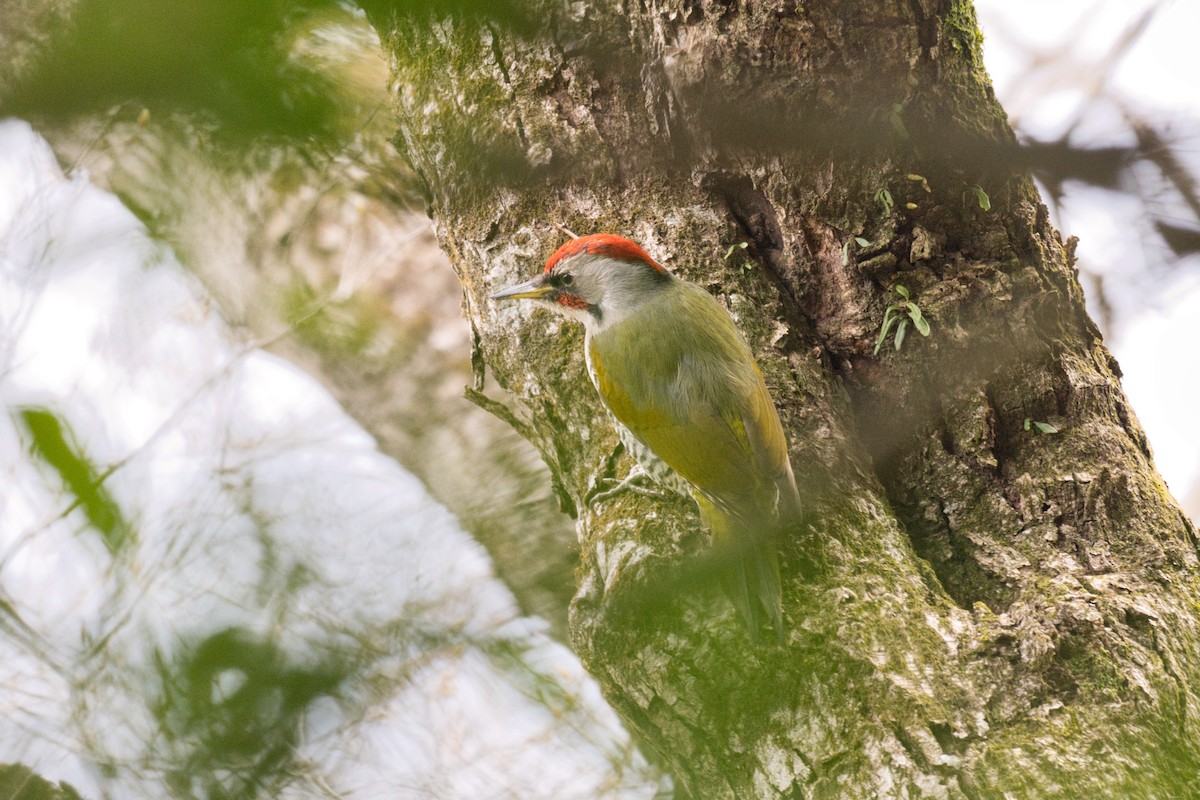 Japanese Woodpecker - ML616815415