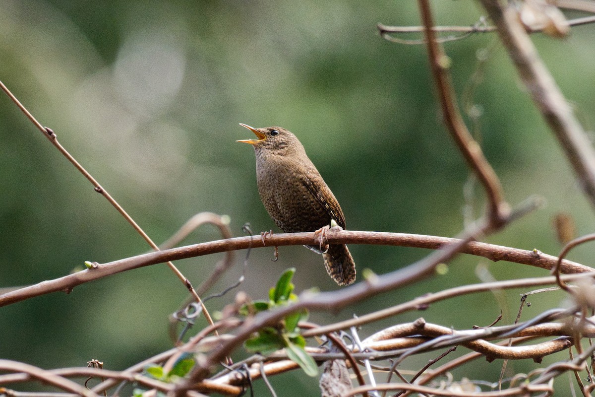 Eurasian Wren - Anonymous