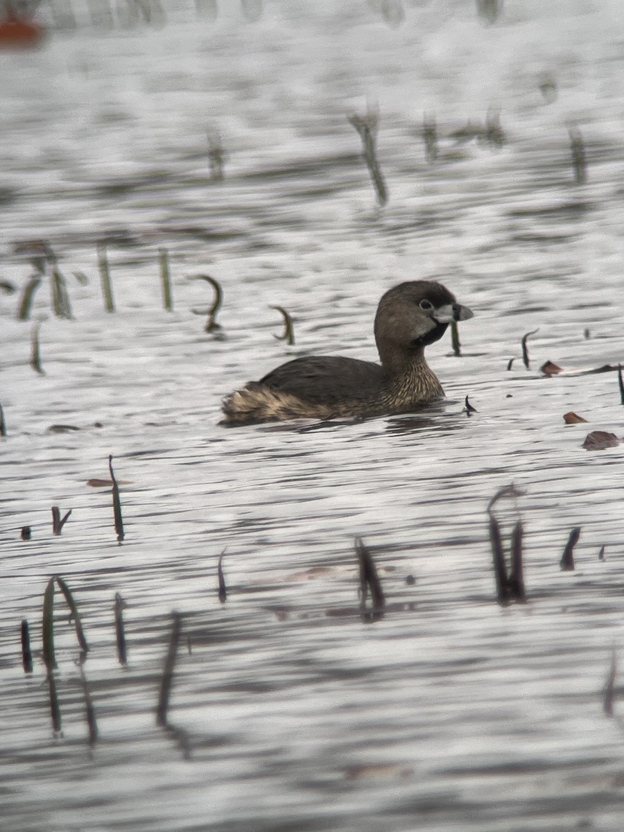 Pied-billed Grebe - ML616815469