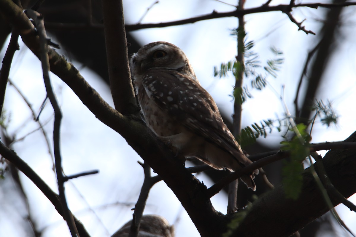 Spotted Owlet - ML616815471